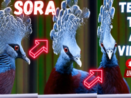 Open AI launches Sora a video maker